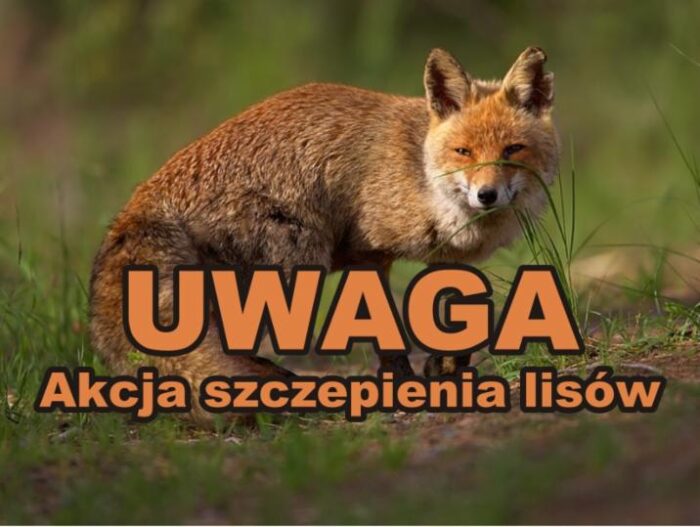 szczepienie lisów